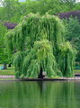 Weeping Willow